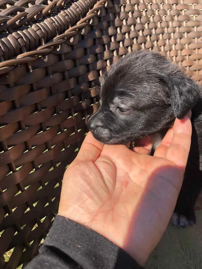 Cachorro ra a Sem raça  idade 2 a 6 meses nome Filhotes 