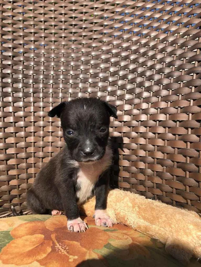 Cachorro ra a Sem raça  idade 2 a 6 meses nome Filhotes 