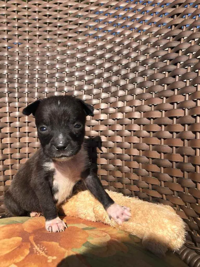 Cachorro ra a Sem raça  idade 2 a 6 meses nome Filhotes 