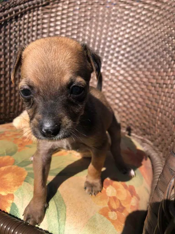 Cachorro ra a Sem raça  idade 2 a 6 meses nome Filhotes 