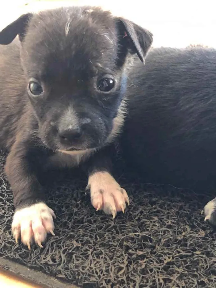 Cachorro ra a Sem raça  idade 2 a 6 meses nome Filhotes 