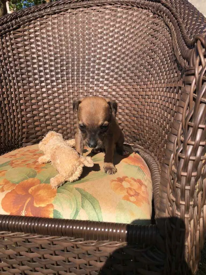 Cachorro ra a Sem raça  idade 2 a 6 meses nome Filhotes 