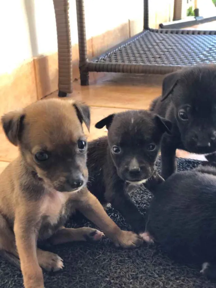Cachorro ra a Sem raça  idade 2 a 6 meses nome Filhotes 