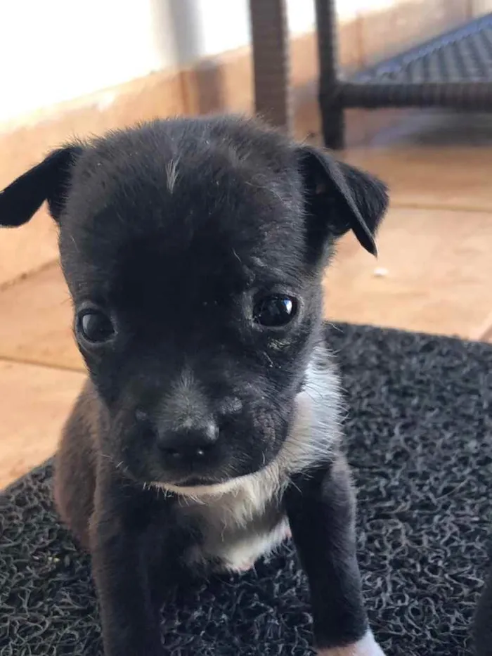 Cachorro ra a Sem raça  idade 2 a 6 meses nome Filhotes 