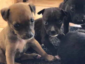 Cachorro raça Sem raça  idade 2 a 6 meses nome Filhotes 