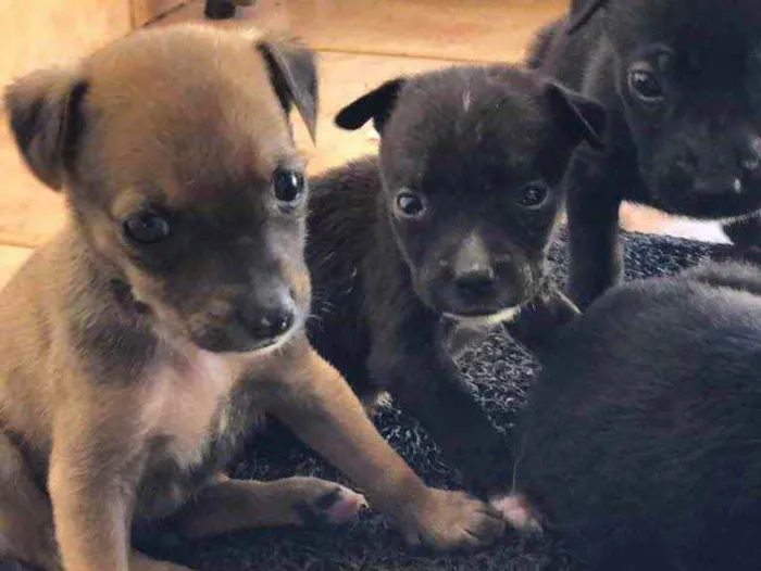 Cachorro ra a Sem raça  idade 2 a 6 meses nome Filhotes 