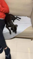 Cacau
