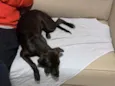 Cacau
