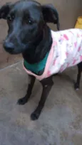 Cacau