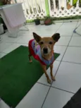 Bambi