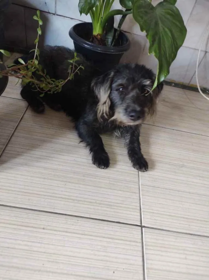 Cachorro ra a  idade 3 anos nome Zuco