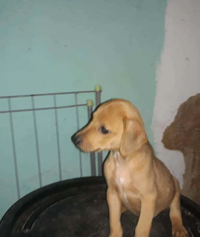 Cachorro ra a Srd idade 2 a 6 meses nome Sansão