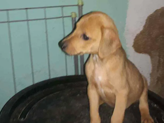 Cachorro ra a Srd idade 2 a 6 meses nome Sansão