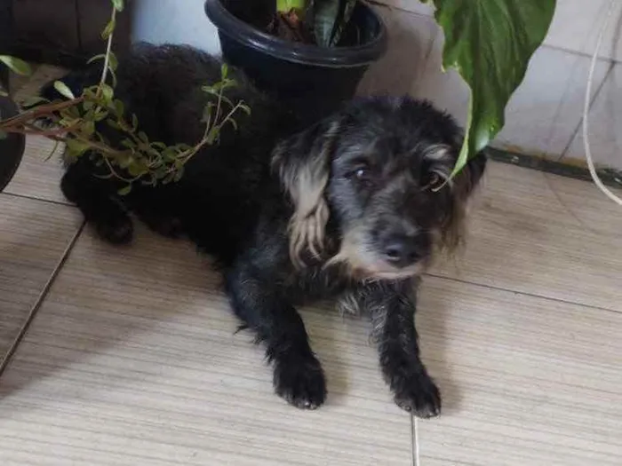Cachorro ra a  idade 3 anos nome Zuco