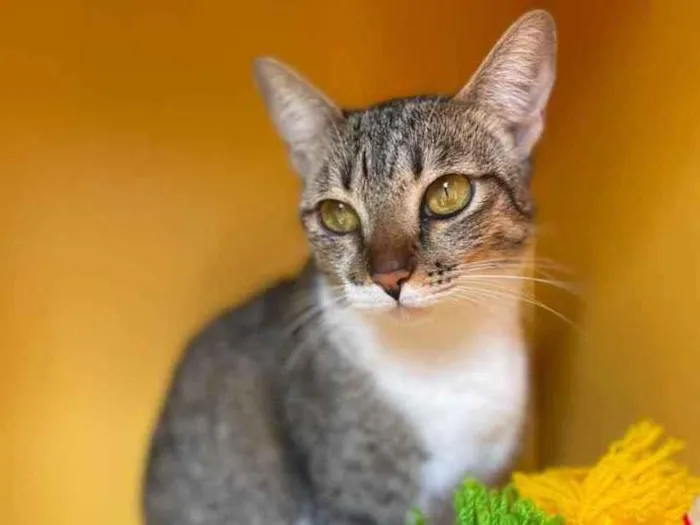 Gato raça Srd idade 7 a 11 meses nome Mel