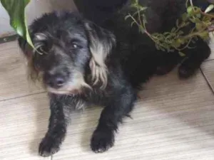 Cachorro raça  idade 3 anos nome Zuco