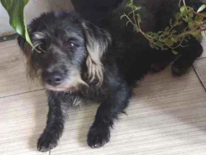Cachorro ra a  idade 3 anos nome Zuco