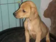 Sansão