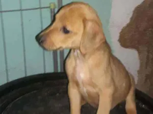Cachorro raça Srd idade 2 a 6 meses nome Sansão