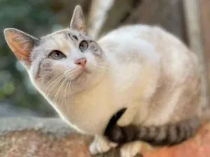 Gato raça Srd idade 7 a 11 meses nome Clara