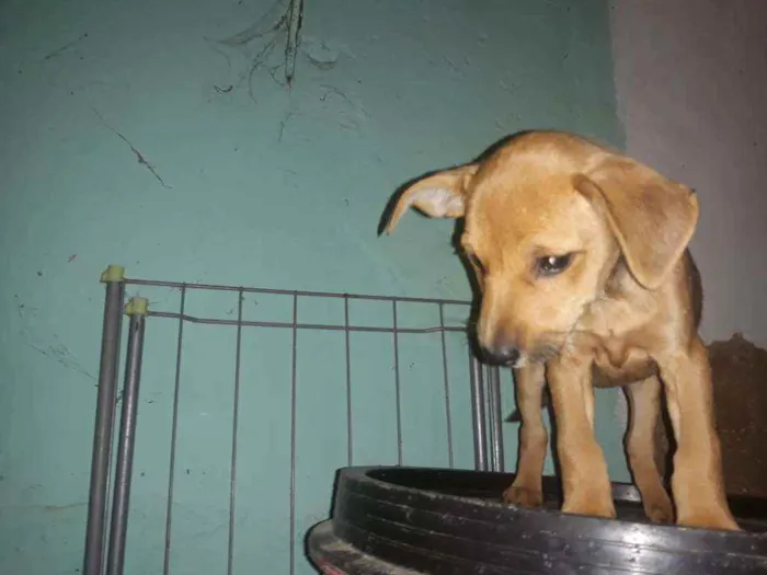 Cachorro ra a Srd idade 2 a 6 meses nome Dara