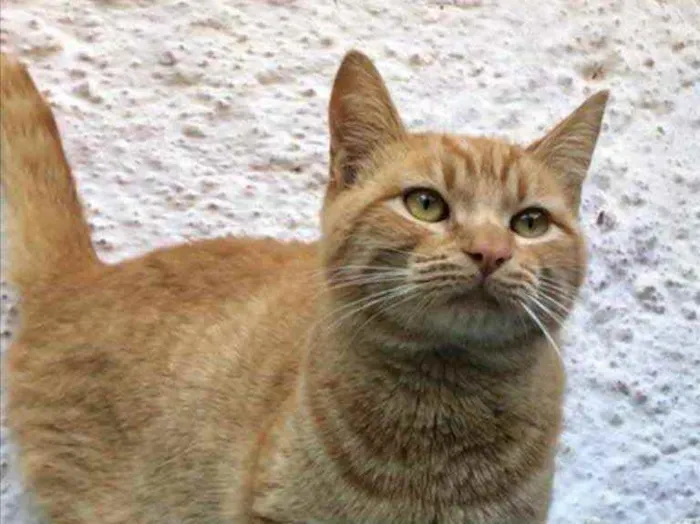 Gato raça Srd idade 7 a 11 meses nome Lello