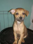 Dalila