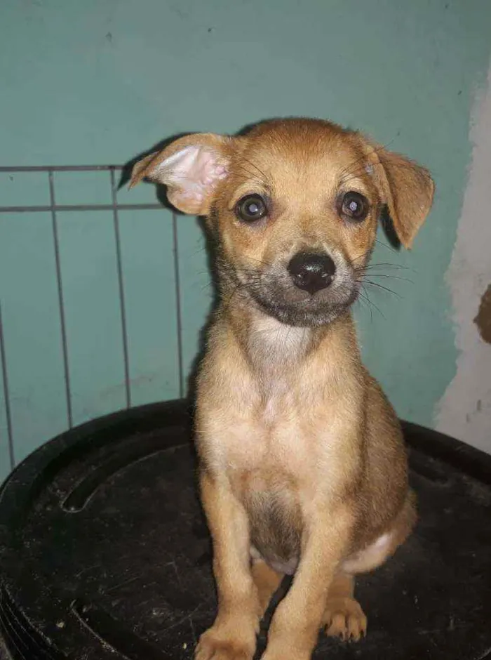 Cachorro ra a Srd  idade 2 a 6 meses nome Dalila