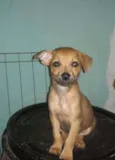 Dalila