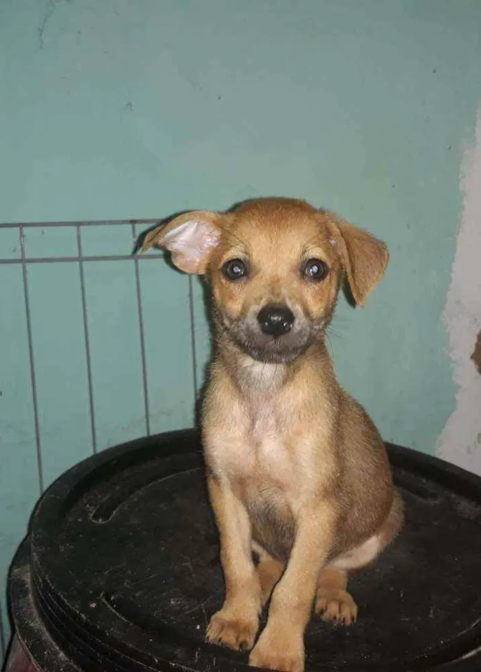 Cachorro ra a Srd  idade 2 a 6 meses nome Dalila