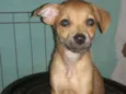 Dalila