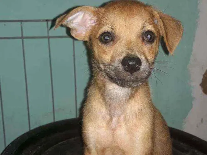 Cachorro ra a Srd  idade 2 a 6 meses nome Dalila