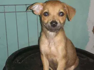Cachorro raça Srd  idade 2 a 6 meses nome Dalila