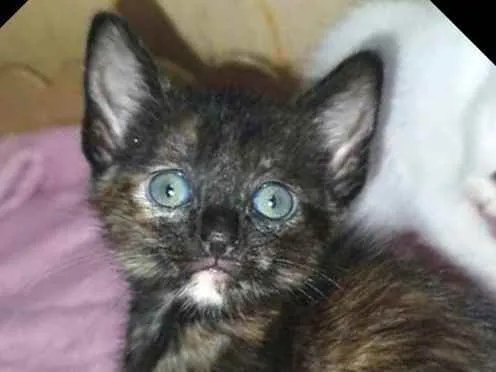 Gato raça  idade Abaixo de 2 meses nome Olívia 