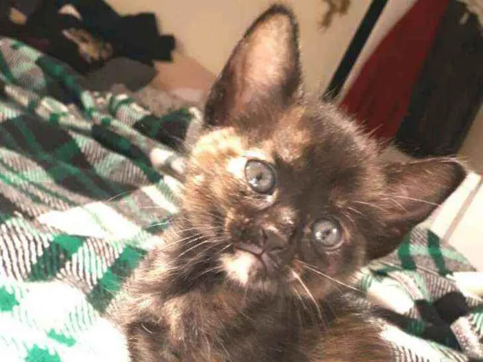 Gato raça  idade Abaixo de 2 meses nome Olívia 