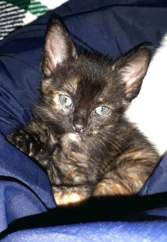 Gato raça  idade Abaixo de 2 meses nome Olívia 