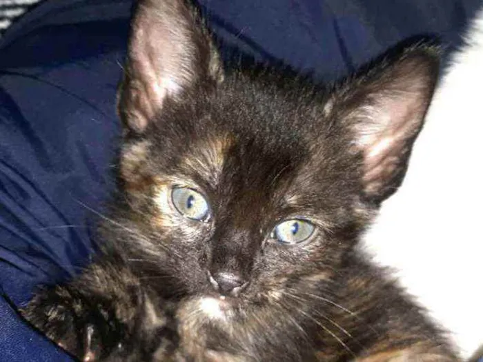 Gato raça  idade Abaixo de 2 meses nome Olívia 