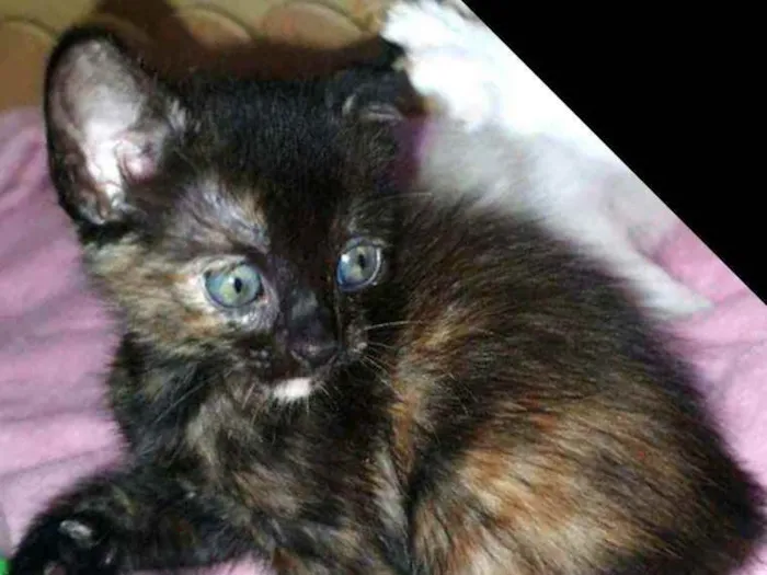 Gato raça  idade Abaixo de 2 meses nome Olívia 