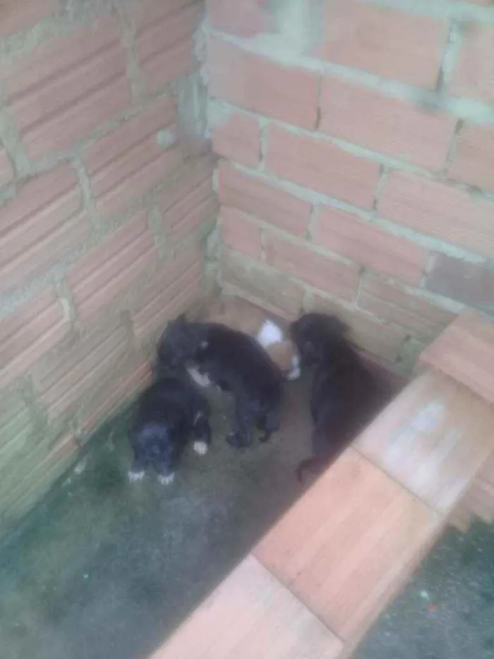 Cachorro raça Vira lata com pastor alemã  idade Abaixo de 2 meses nome Não tem 