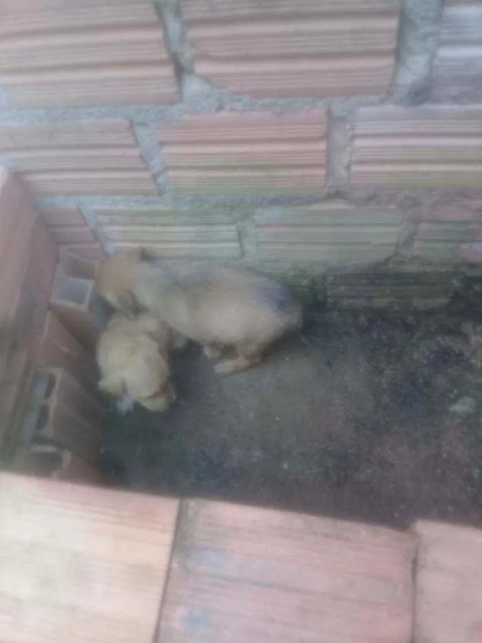 Cachorro raça Vira lata com pastor alemã  idade Abaixo de 2 meses nome Não tem 