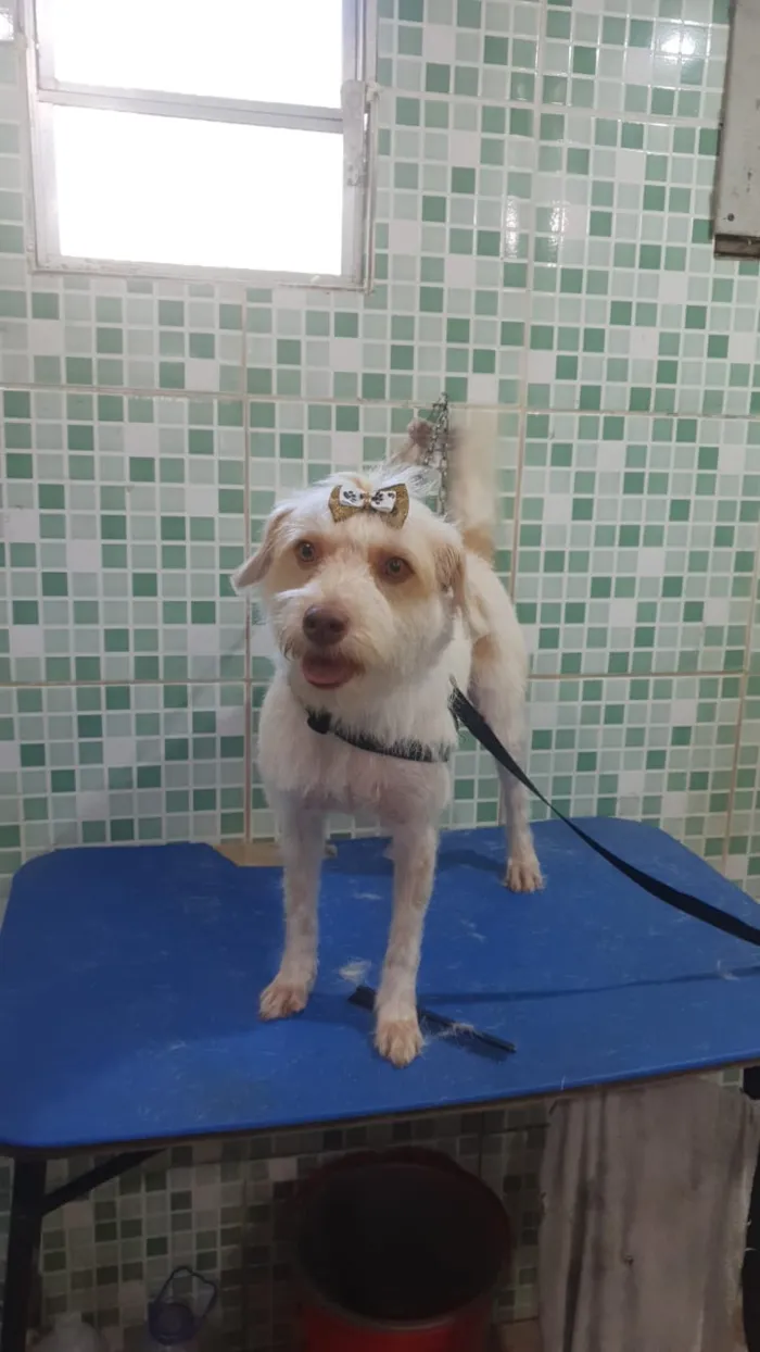 Cachorro ra a srd idade 2 anos nome Nina