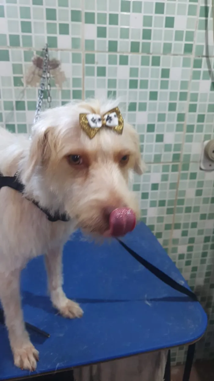 Cachorro ra a srd idade 2 anos nome Nina