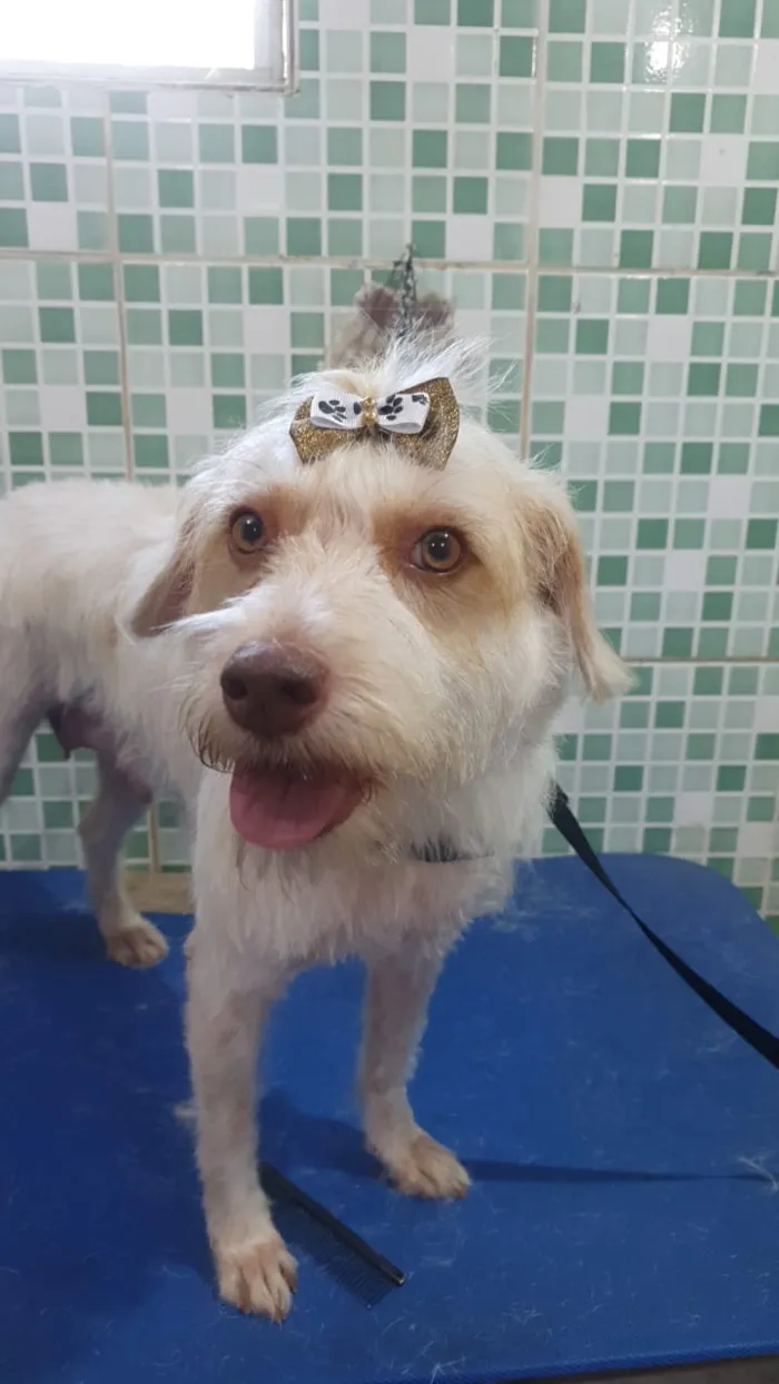Cachorro ra a srd idade 2 anos nome Nina