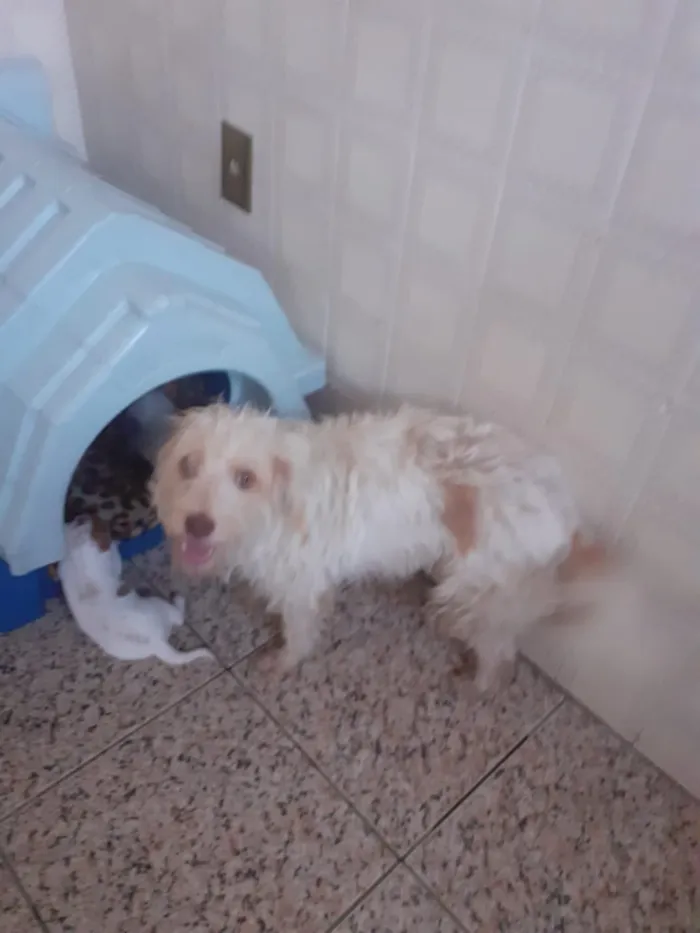 Cachorro ra a srd idade 2 anos nome Nina