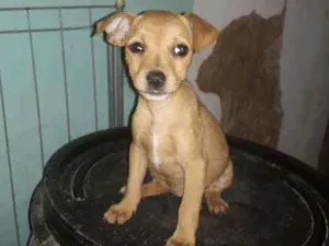 Cachorro raça Srd  idade 2 a 6 meses nome Dayse
