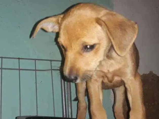 Cachorro ra a Srd idade 2 a 6 meses nome Dara