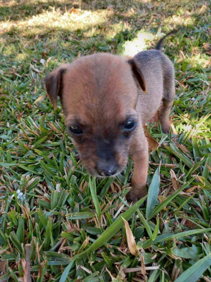 Cachorro ra a SRD idade Abaixo de 2 meses nome "Capuccino"