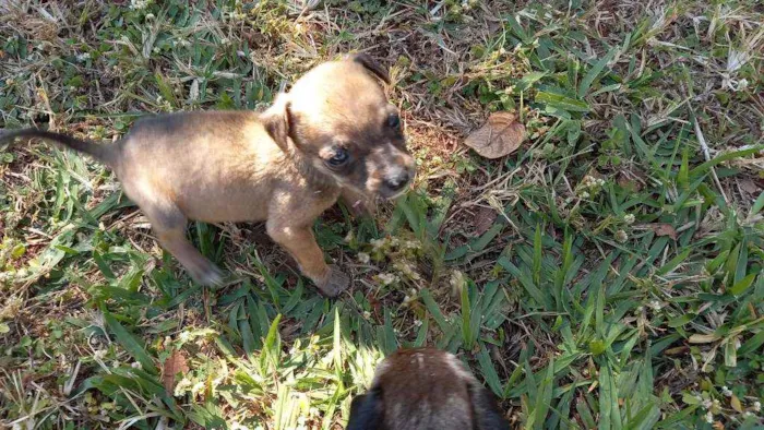 Cachorro ra a SRD idade Abaixo de 2 meses nome "Capuccino"