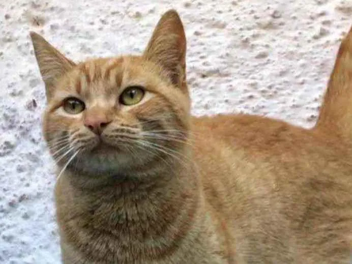 Gato raça Srd idade 7 a 11 meses nome Lello