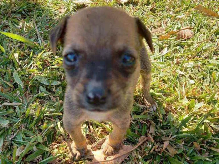 Cachorro ra a SRD idade Abaixo de 2 meses nome "Capuccino"